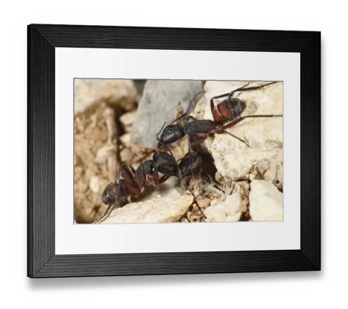 Framed Print : Wood Ant (Formica sp. ) adult workers, fighting, with severed head still grasping with mandibles, near Minerve, Herault, Languedoc-Roussillon, France, may Framed Print : Wood Ant (Formica sp. ) adult workers, fighting, with severed head still grasping with mandibles, near Minerve, Herault, Languedoc-Roussillon, France, may