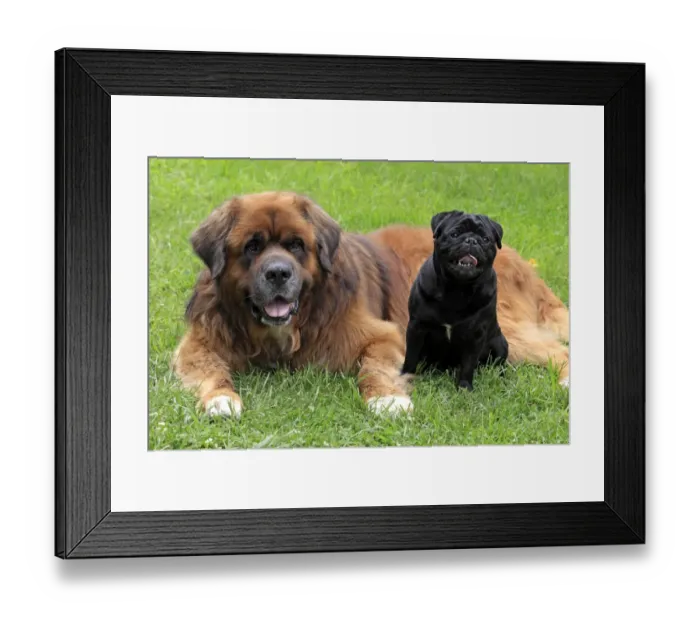 Framed Print : Domestic Dog, Pug and German Beardog, two adults, sitting and laying on grass, Hockenheim, Baden-Wurttemberg, Germany, july