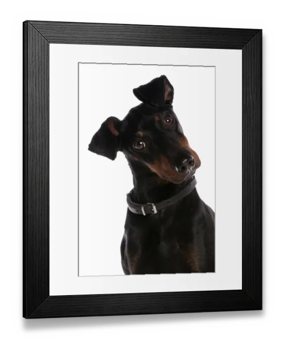 Framed Print : Domestic Dog, Manchester Terrier, adult male, with collar, close-up of head Framed Print : Domestic Dog, Manchester Terrier, adult male, with collar, close-up of head