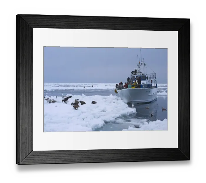 Framed Print : Tourists photographing Steller's Sea-eagle (Haliaeetus pelagicus) and White-tailed Eagle (Haliaeetus albicilla) group on pack ice from boat, off Shiteko Peninsula, Hokkaido, Japan, winter Framed Print : Tourists photographing Steller's Sea-eagle (Haliaeetus pelagicus) and White-tailed Eagle (Haliaeetus albicilla) group on pack ice from boat, off Shiteko Peninsula, Hokkaido, Japan, winter