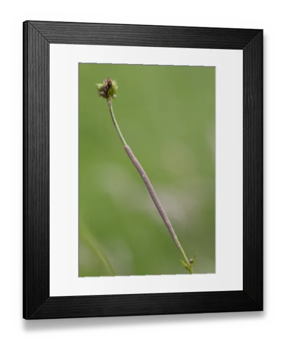 Framed Print : Large Yellow Underwing (Noctua pronuba) egg batch, laid on buttercup stalk in meadow, Powys, Wales, july Framed Print : Large Yellow Underwing (Noctua pronuba) egg batch, laid on buttercup stalk in meadow, Powys, Wales, july