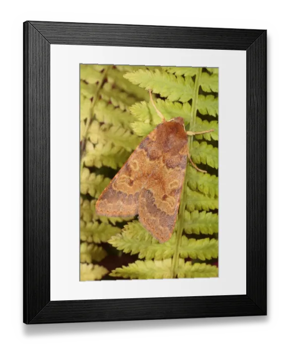 Framed Print : Flounced Chestnut (Agrochola helvola) adult, resting on fern fronds, Powys, Wales, october Framed Print : Flounced Chestnut (Agrochola helvola) adult, resting on fern fronds, Powys, Wales, october