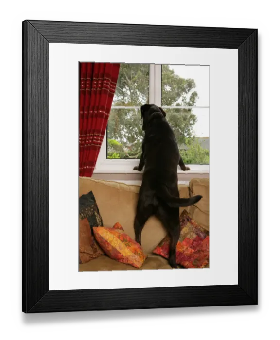Framed Print : Domestic Dog, Chocolate Labrador Retriever, adult, standing on sofa and looking out of window, England Framed Print : Domestic Dog, Chocolate Labrador Retriever, adult, standing on sofa and looking out of window, England