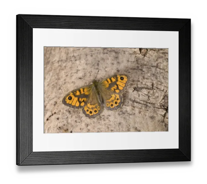 Framed Print : Wall Brown (Lasiommata megera) adult, resting on tree trunk, England, april Framed Print : Wall Brown (Lasiommata megera) adult, resting on tree trunk, England, april