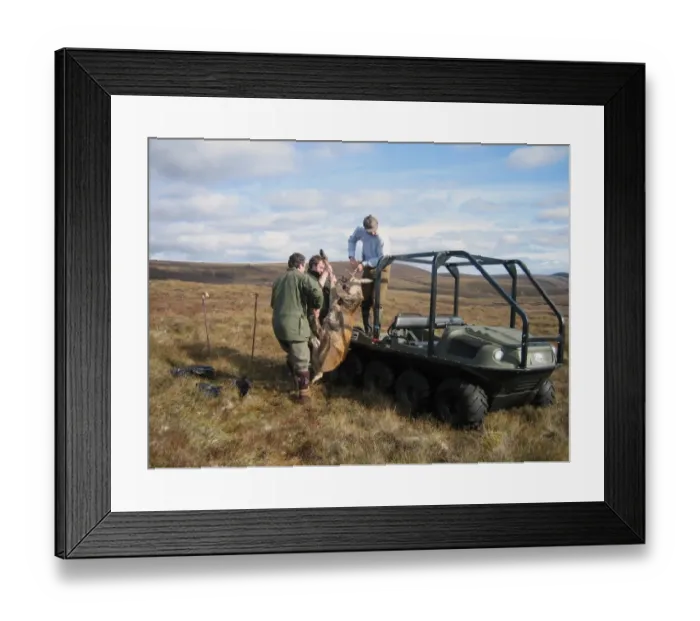 Framed Print : Recovery of Red Deer (Cervus elaphus) carcass with all-terrain vehicle, deer management on moorland, Abernethy National Nature Reserve, Cairngorms N. P. Highlands, Scotland, october Framed Print : Recovery of Red Deer (Cervus elaphus) carcass with all-terrain vehicle, deer management on moorland, Abernethy National Nature Reserve, Cairngorms N. P. Highlands, Scotland, october