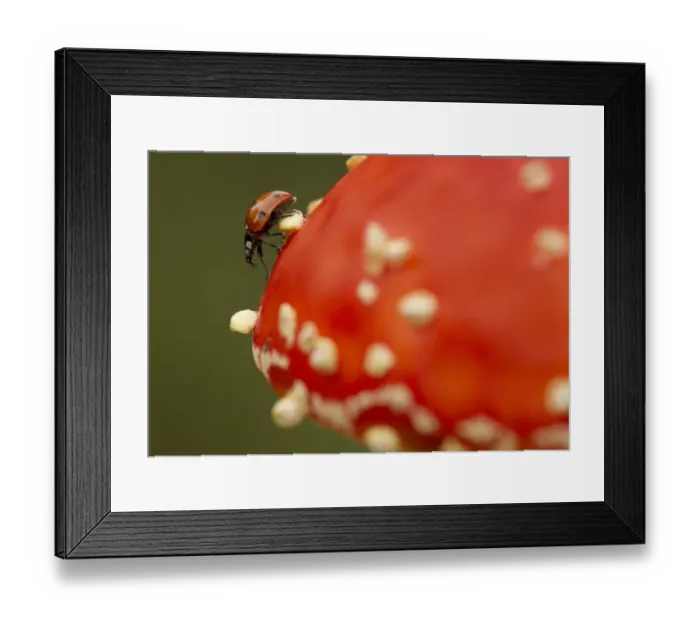 Framed Print : Seven-spot Ladybird (Coccinella septempunctata) adult, standing on Fly Agaric (Amanita muscaria), Sheffield, South Yorkshire, England, september Framed Print : Seven-spot Ladybird (Coccinella septempunctata) adult, standing on Fly Agaric (Amanita muscaria), Sheffield, South Yorkshire, England, september