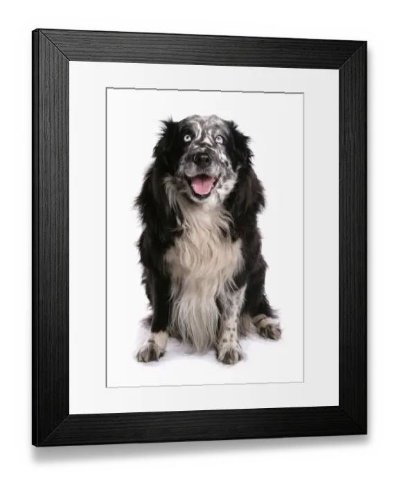 Framed Print : Domestic Dog, Border Collie, adult male, eyes with Wall eye heterochromia, sitting