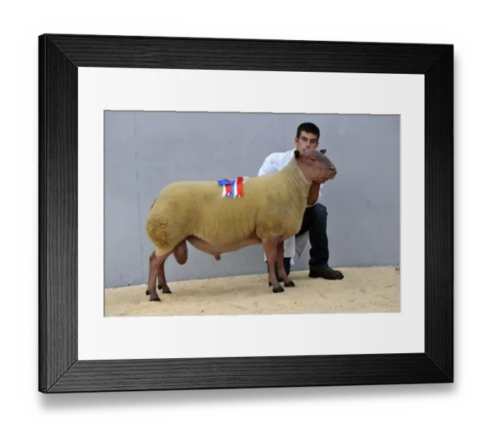 Framed Print : Domestic Sheep, Rouge de L'Ouest ram, champion held by shepherd at sale, England, august Framed Print : Domestic Sheep, Rouge de L'Ouest ram, champion held by shepherd at sale, England, august