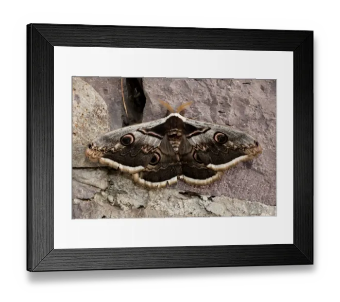Framed Print : Great Peacock (Saturnia pyri) adult male, resting on rock, Lesvos, Greece, april Framed Print : Great Peacock (Saturnia pyri) adult male, resting on rock, Lesvos, Greece, april