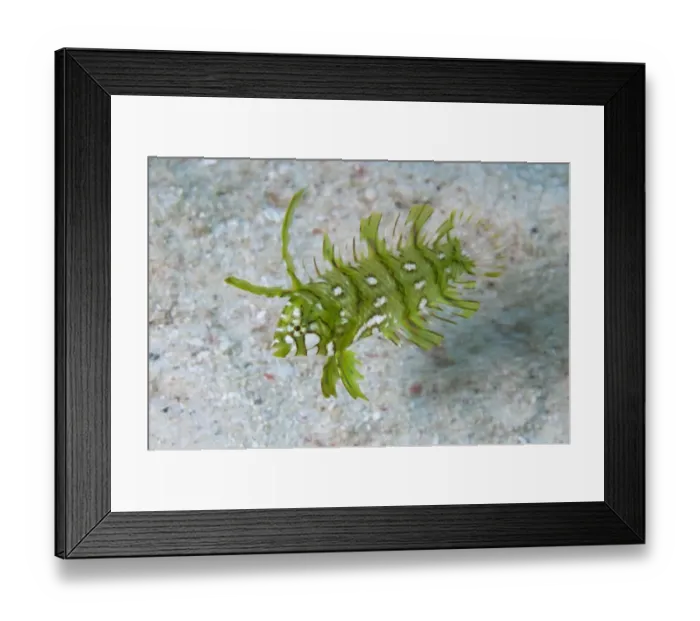 Framed Print : Rockmover Wrasse (Novaculichthys taeniourus) juvenile, swimming in reef, Hatta, near Bandaneira, near Ambon Island, Maluku Islands, Banda Sea, Indonesia Framed Print : Rockmover Wrasse (Novaculichthys taeniourus) juvenile, swimming in reef, Hatta, near Bandaneira, near Ambon Island, Maluku Islands, Banda Sea, Indonesia