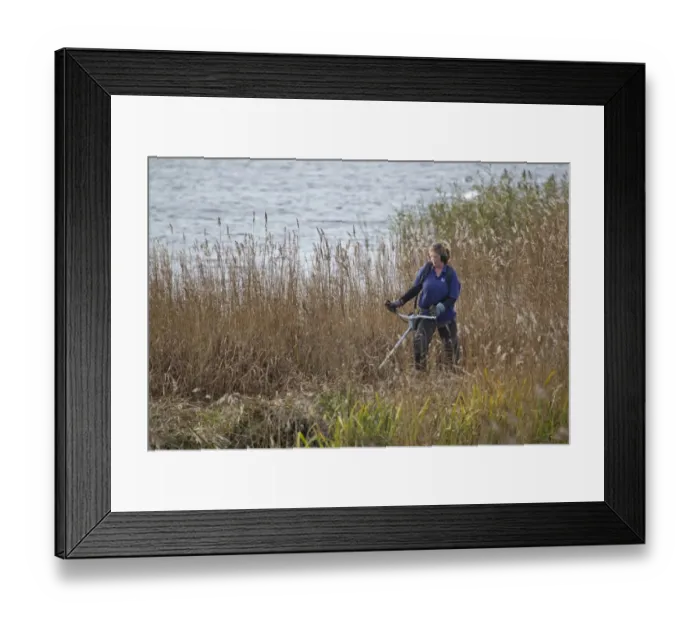 Framed Print : Volunteer warden performing annual reedbed cutting around Island Mere Hide, Minsmere RSPB Reserve, Suffolk, England, november Framed Print : Volunteer warden performing annual reedbed cutting around Island Mere Hide, Minsmere RSPB Reserve, Suffolk, England, november