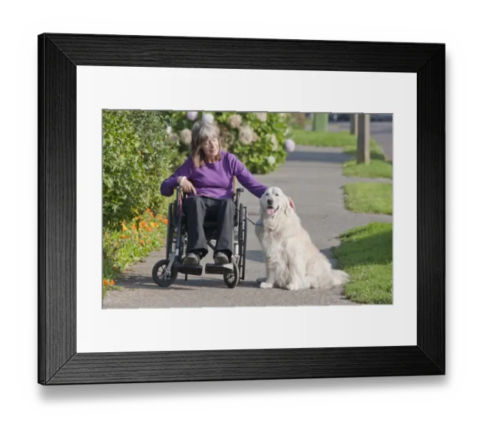 Framed Print : Domestic Dog, Golden Retriever, adult, on pavement with disabled owner confined to wheelchair, England Framed Print : Domestic Dog, Golden Retriever, adult, on pavement with disabled owner confined to wheelchair, England