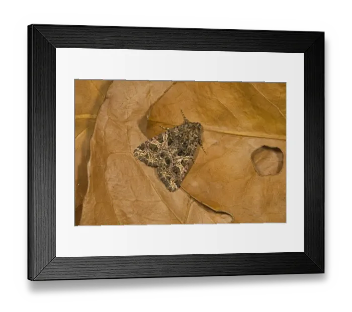 Framed Print : Campion (Hadena rivularis) adult, resting on fallen leaves, Norfolk, England, july Framed Print : Campion (Hadena rivularis) adult, resting on fallen leaves, Norfolk, England, july