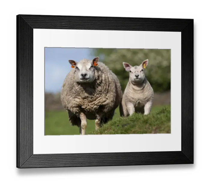 Framed Print : Domestic Sheep, Beltex ewe with lamb, standing in pasture, England, may Framed Print : Domestic Sheep, Beltex ewe with lamb, standing in pasture, England, may