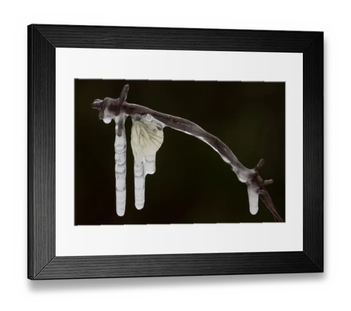 Framed Print : Green-veined White Butterfly (Pieris napi) adult, frozen in icicles on barbed wire, Sheffield, South Yorkshire, England, december Framed Print : Green-veined White Butterfly (Pieris napi) adult, frozen in icicles on barbed wire, Sheffield, South Yorkshire, England, december