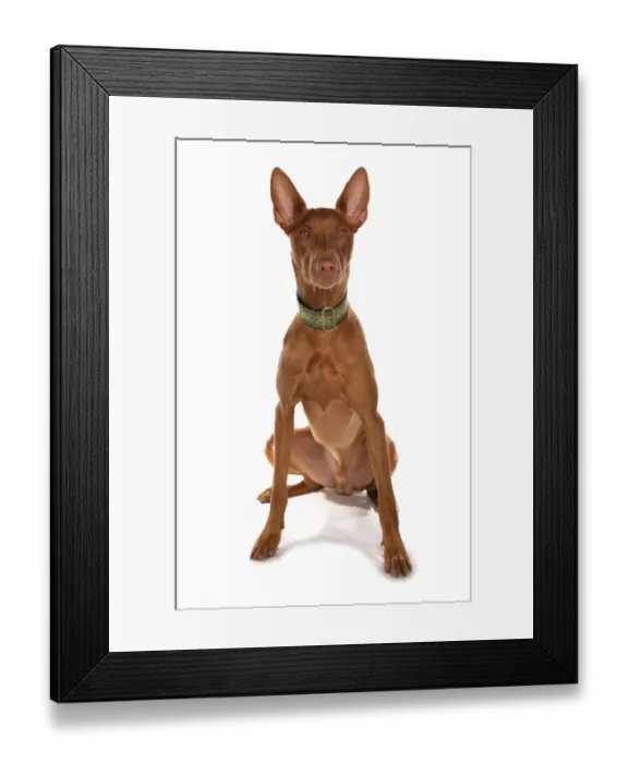 Framed Print : Domestic Dog, Pharaoh Hound, adult male, sitting, with collar