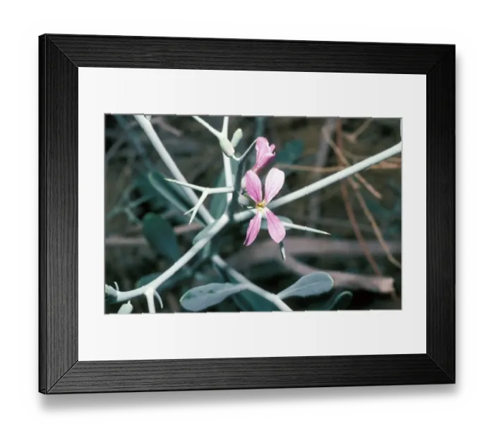 Framed Print : Moricandia nitens. Moricandia is a genus of plants belonging to the family Brassicaceae Framed Print : Moricandia nitens. Moricandia is a genus of plants belonging to the family Brassicaceae
