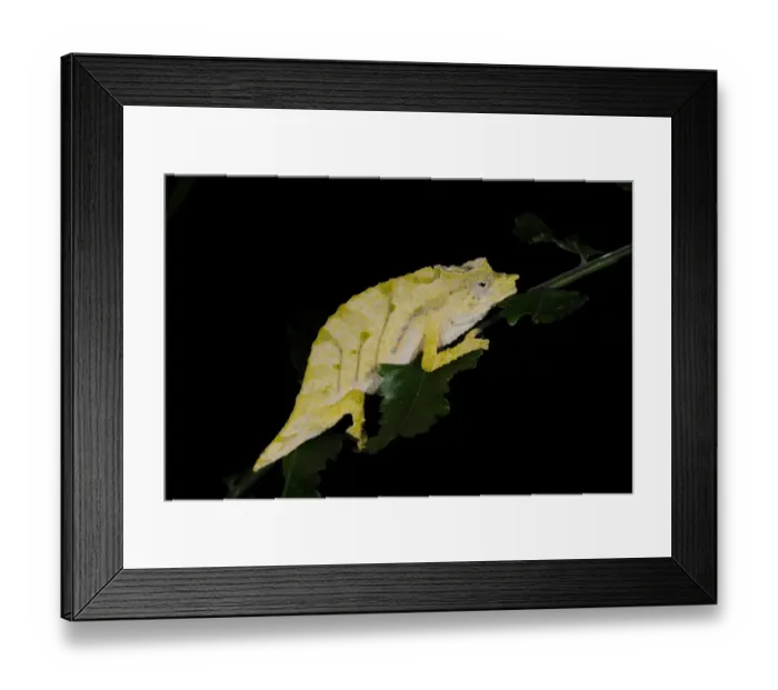 Framed Print : Boulenger's Pygmy Chameleon (Rhampholeon boulengeri) adult, sleeping on leaf, typical pale colour at night, in montane rainforest, Nyungwe Forest N. P. Rwanda, november Framed Print : Boulenger's Pygmy Chameleon (Rhampholeon boulengeri) adult, sleeping on leaf, typical pale colour at night, in montane rainforest, Nyungwe Forest N. P. Rwanda, november