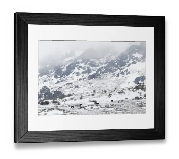Framed Print : Horse, herd standing in snow covered mountain habitat, Bulgaria, january Framed Print : Horse, herd standing in snow covered mountain habitat, Bulgaria, january