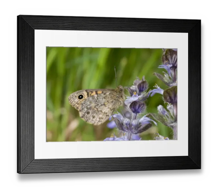 Framed Print : Wall Brown (Lasiommata megera) adult, underside, feeding on flowers, England, april Framed Print : Wall Brown (Lasiommata megera) adult, underside, feeding on flowers, England, april