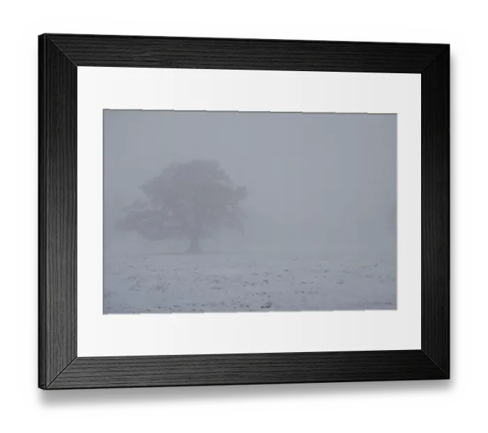 Framed Print : Snow covered ground and tree in fog, Moreton, Dorset, England, december Framed Print : Snow covered ground and tree in fog, Moreton, Dorset, England, december