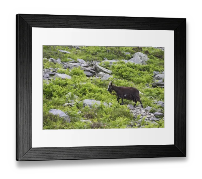 Framed Print : Feral Goat (Capra hircus) adult, walking on scree slope in dry valley, Valley of the Rocks, Lynton, Exmoor N. P. Devon, England Framed Print : Feral Goat (Capra hircus) adult, walking on scree slope in dry valley, Valley of the Rocks, Lynton, Exmoor N. P. Devon, England