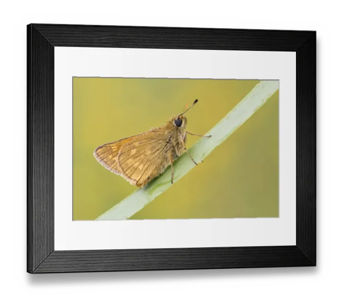Framed Print : Large Skipper (Ochlodes venatus) adult, resting on leaf, Leicestershire, England, june Framed Print : Large Skipper (Ochlodes venatus) adult, resting on leaf, Leicestershire, England, june