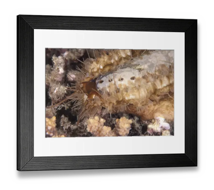 Framed Print : Ass's-ear Abalone (Haliotis asinina) adult, on reef at night, Lembata Island, Solor Archipelago, Lesser Sunda Islands, Indonesia
