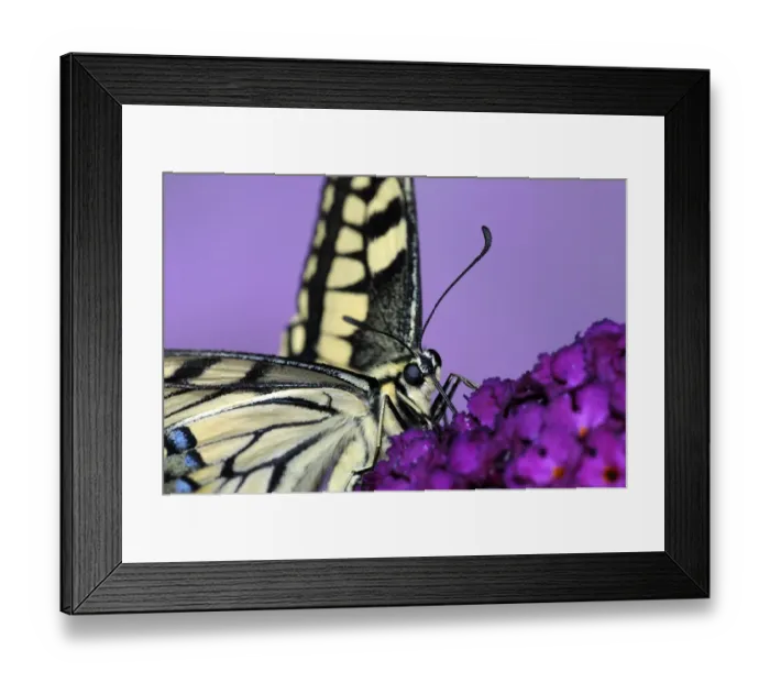 Framed Print : Common Swallowtail (Papilio machaon) adult, feeding on Buddleia (Buddleja sp. ) flowers (captive)