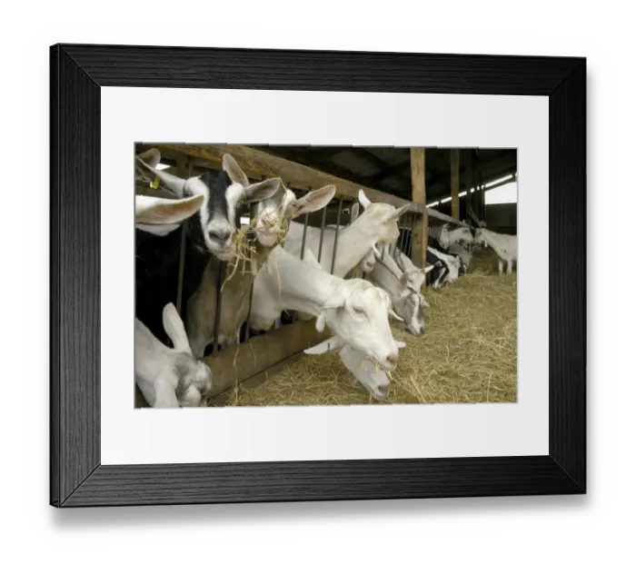 Framed Print : Domestic Goat, adult females, milking herd at feed barrier, Cheshire, England, august Framed Print : Domestic Goat, adult females, milking herd at feed barrier, Cheshire, England, august