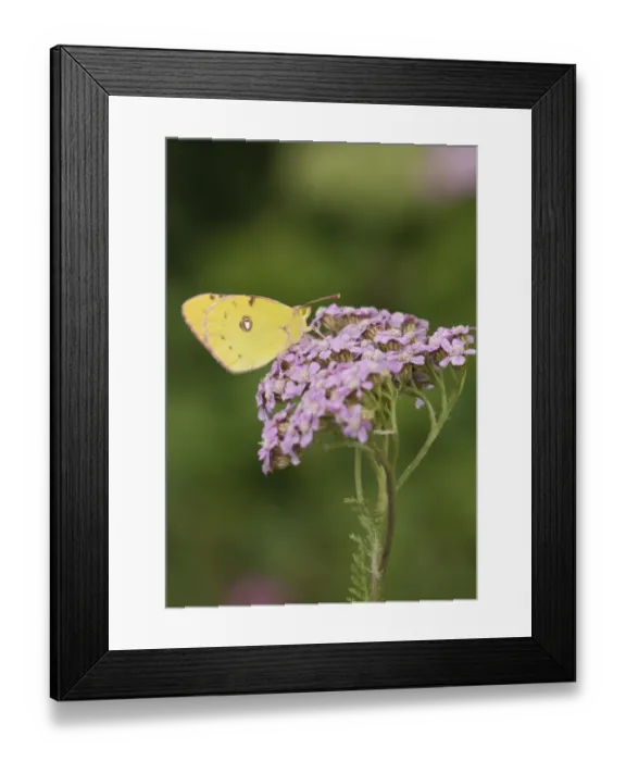 Framed Print : Clouded Yellow (Colias croceus) adult, feeding on Yarrow (Achillea millefolium) flowers in garden, England, august Framed Print : Clouded Yellow (Colias croceus) adult, feeding on Yarrow (Achillea millefolium) flowers in garden, England, august