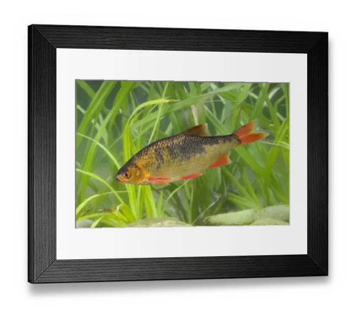 Framed Print : Common Rudd (Scardinius erythrophthalmus) Golden Rudd colour form, adult, swimming, England, july (captive) Framed Print : Common Rudd (Scardinius erythrophthalmus) Golden Rudd colour form, adult, swimming, England, july (captive)