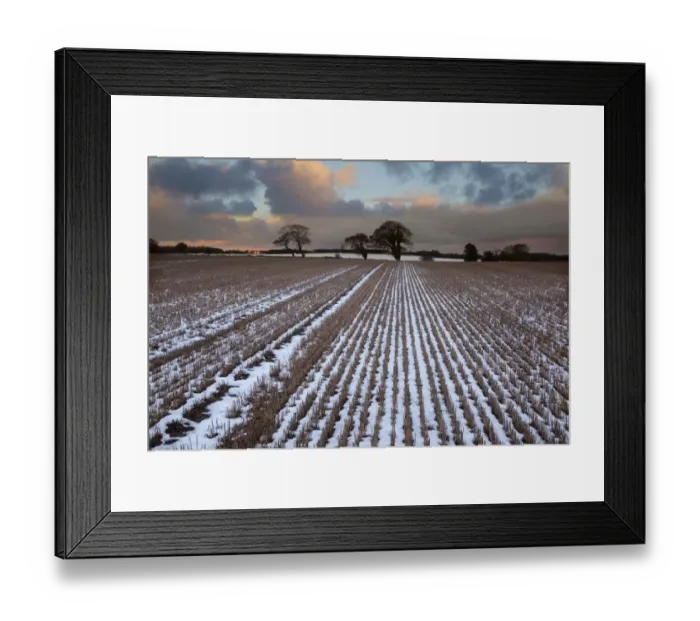 Framed Print : Snow covered stubble field with oak trees at sunset, Langham, Norfolk, England, december Framed Print : Snow covered stubble field with oak trees at sunset, Langham, Norfolk, England, december