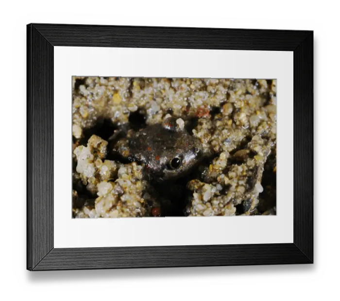 Framed Print : Common Spadefoot (Pelobates fuscus) adult, emerging from sandy soil, Italy, july Framed Print : Common Spadefoot (Pelobates fuscus) adult, emerging from sandy soil, Italy, july