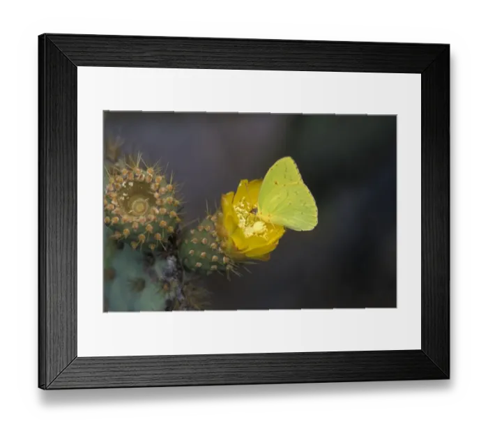 Framed Print : Galapagos Sulphur Butterfly (Phoebis sennae marcellina) Urvina Bay Framed Print : Galapagos Sulphur Butterfly (Phoebis sennae marcellina) Urvina Bay