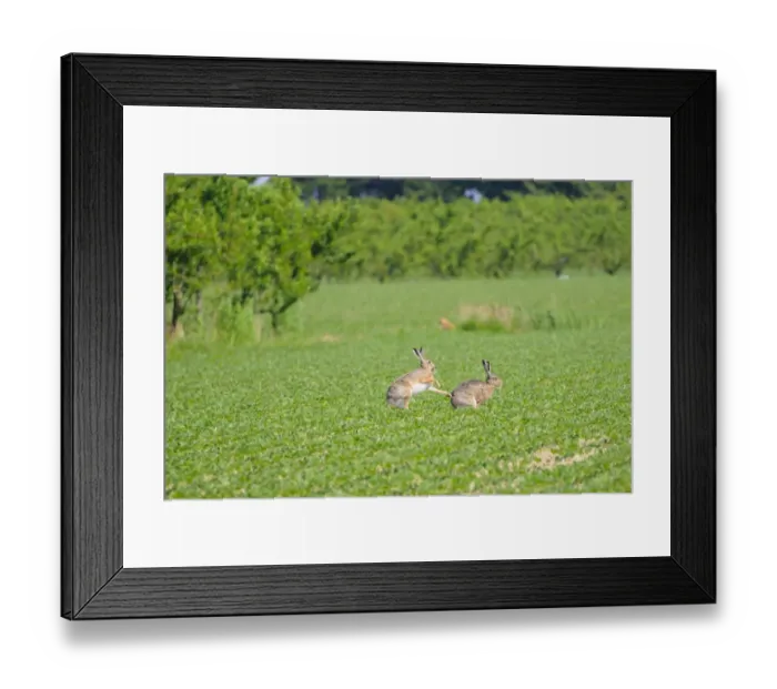 Framed Print : European Hare (Lepus europaeus) adult pair, boxing on cultivated field, Italy, may