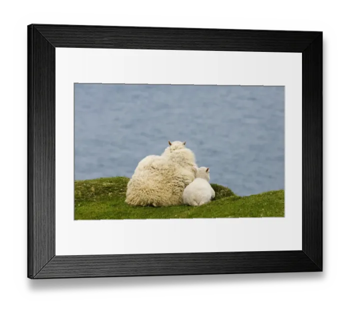 Framed Print : Domestic Sheep, ewe with lamb, resting on clifftop looking out to sea, Shetland Islands, Scotland, june