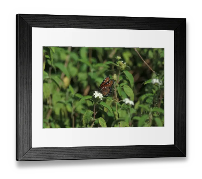 Framed Print : Queen Butterfly (Danaus gilippus) Isabela, Galapagos Framed Print : Queen Butterfly (Danaus gilippus) Isabela, Galapagos