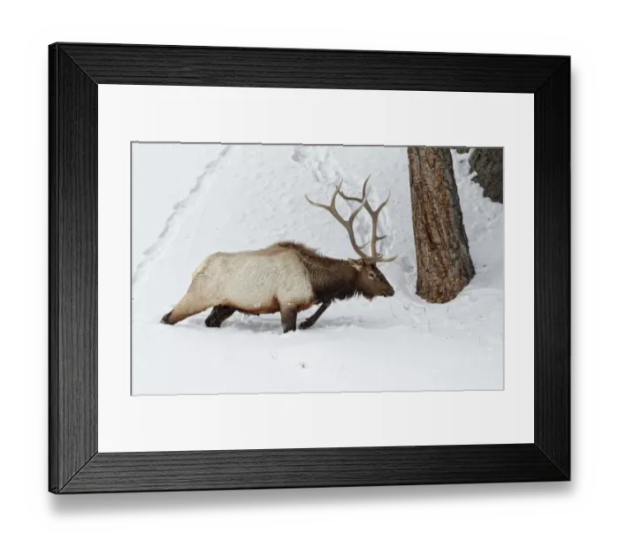 Framed Print : American Elk (Cervus canadensis) adult male, walking in deep snow, Yellowstone N. P. Wyoming, U. S. A. february Framed Print : American Elk (Cervus canadensis) adult male, walking in deep snow, Yellowstone N. P. Wyoming, U. S. A. february