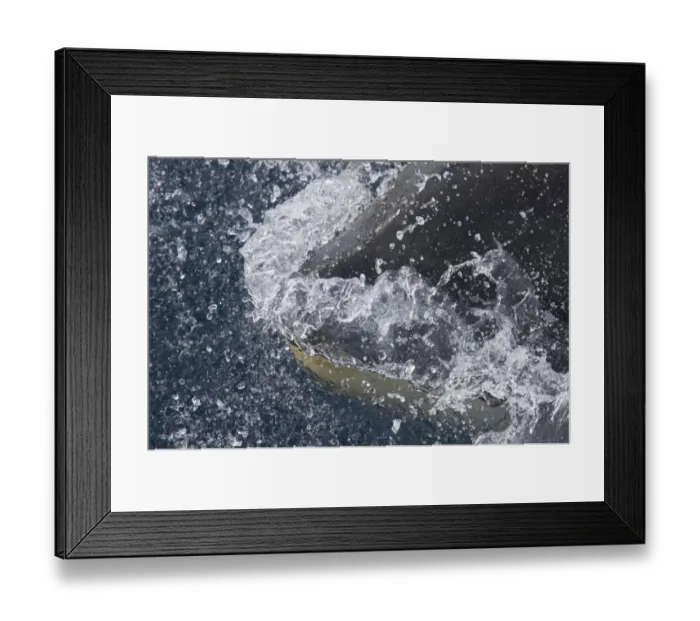 Framed Print : Killer Whale (Orcinus orca) adult, close-up of head, breaking surface of sea, Antarctic Peninsula, Antarctica Framed Print : Killer Whale (Orcinus orca) adult, close-up of head, breaking surface of sea, Antarctic Peninsula, Antarctica