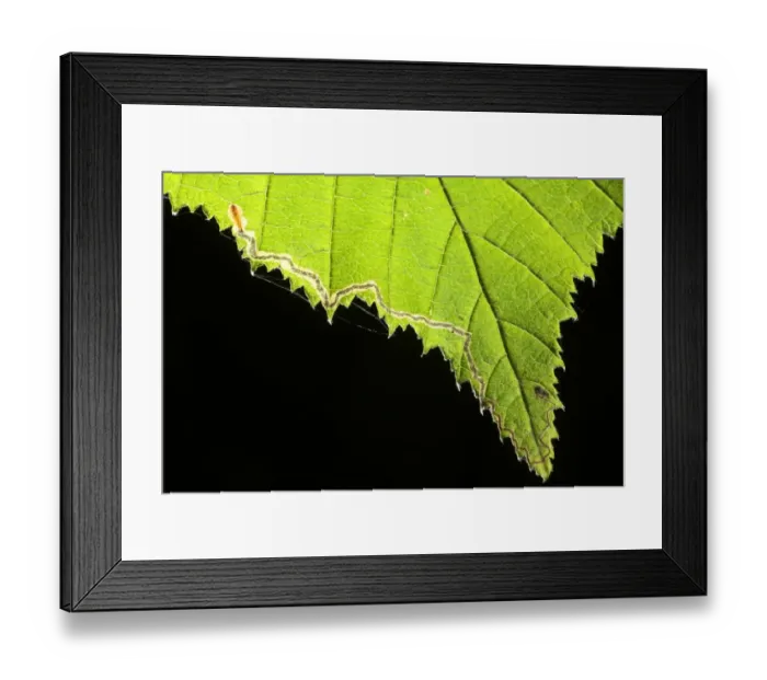 Framed Print : Leaf-miner Moth (Stigmella floslactella) larvae feeding tunnel in Hazel (Corylus sp. ) leaf, Powys, Wales, july Framed Print : Leaf-miner Moth (Stigmella floslactella) larvae feeding tunnel in Hazel (Corylus sp. ) leaf, Powys, Wales, july