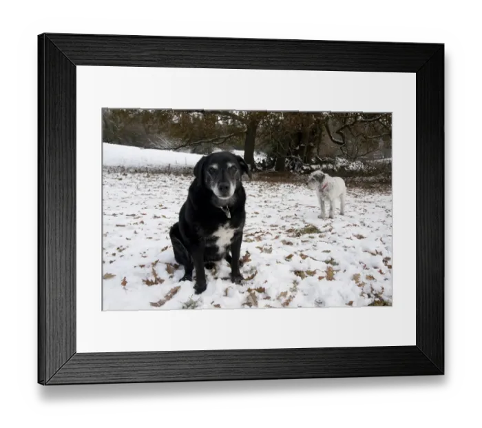 Framed Print : Domestic Dog, labrador cross mongrel and Greek Mountain Dog, elderly adults, in snow, England, december Framed Print : Domestic Dog, labrador cross mongrel and Greek Mountain Dog, elderly adults, in snow, England, december
