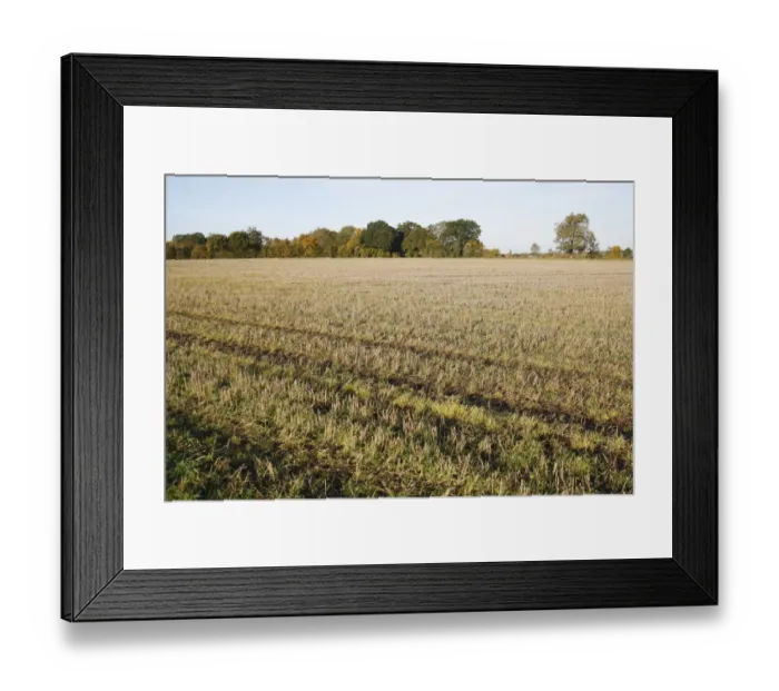 Framed Print : View of stubble field, Wickham Skeith, Suffolk, England, october Framed Print : View of stubble field, Wickham Skeith, Suffolk, England, october