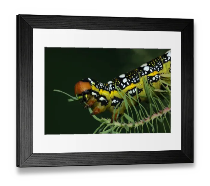 Framed Print : Spurge Hawkmoth (Hyles euphorbiae) fully grown larva, feeding on Cypress Spurge (Euphorbia cyparissias) leaf