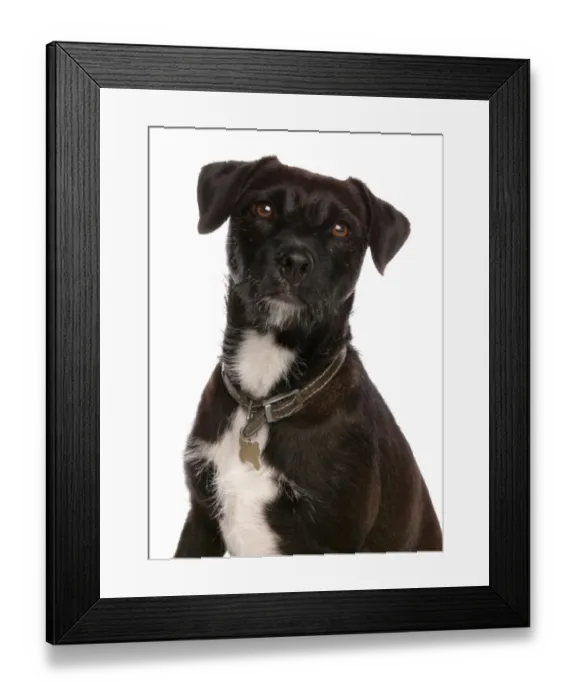 Framed Print : Domestic Dog, Patterdale Terrier, adult, close-up of head, with collar and tag