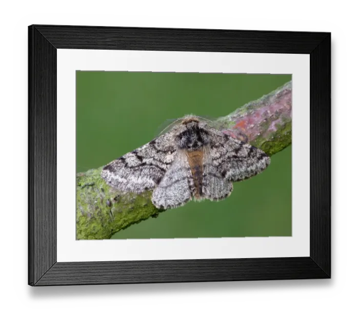 Framed Print : Brindled Beauty (Lycia hirtaria) adult male, resting on twig, Leicestershire, England, may Framed Print : Brindled Beauty (Lycia hirtaria) adult male, resting on twig, Leicestershire, England, may