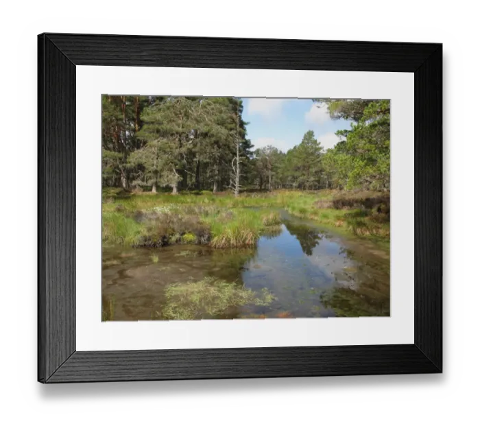 Framed Print : Forest lochan habitat, Abernethy National Nature Reserve, Caledonian Forest, Cairngorms N. P. Grampian Mountains, Highlands, Scotland, may Framed Print : Forest lochan habitat, Abernethy National Nature Reserve, Caledonian Forest, Cairngorms N. P. Grampian Mountains, Highlands, Scotland, may