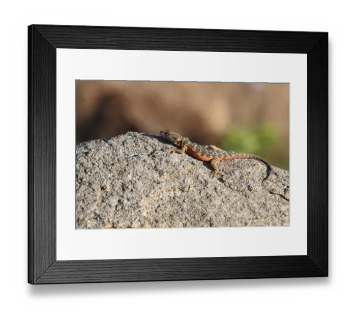 Framed Print : Drakensburg Crag Lizard (Pseudocordylus melanotus) adult, basking on rock, Malolotja Game Reserve, Swaziland Framed Print : Drakensburg Crag Lizard (Pseudocordylus melanotus) adult, basking on rock, Malolotja Game Reserve, Swaziland