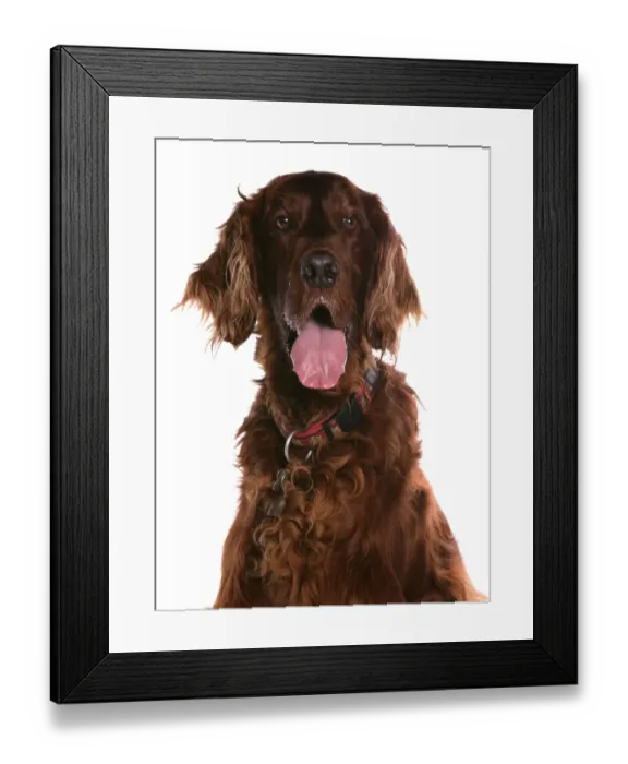 Framed Print : Domestic Dog, Irish Setter, adult, close-up of head, with collar and tag Framed Print : Domestic Dog, Irish Setter, adult, close-up of head, with collar and tag