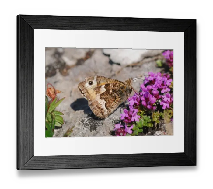 Framed Print : Grayling (Hipparchia semele) adult, feeding on Wild Thyme (Thymus praecox) flowers on coastal cliff, Gower Peninsula, Glamorgan, South Wales, june Framed Print : Grayling (Hipparchia semele) adult, feeding on Wild Thyme (Thymus praecox) flowers on coastal cliff, Gower Peninsula, Glamorgan, South Wales, june